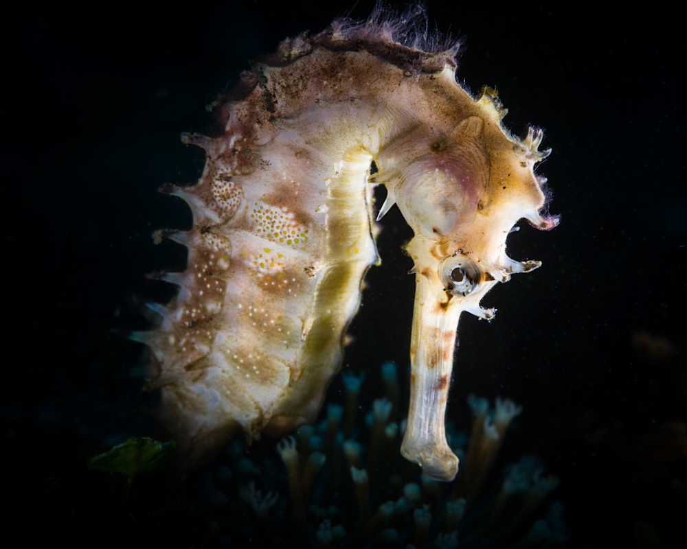 Backlight Seahorse Profile
