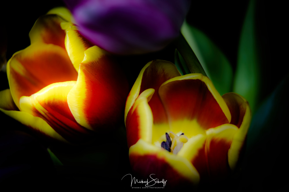 Dosser Of Tulips Art | dynamicearthphotos