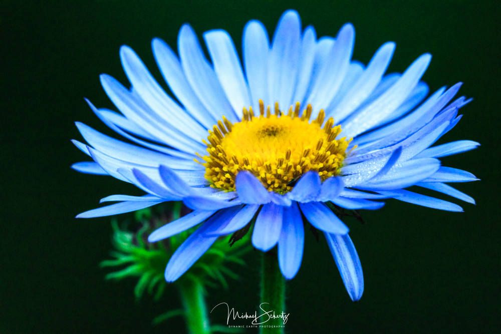 Blue Daisy Pedals  Art | dynamicearthphotos