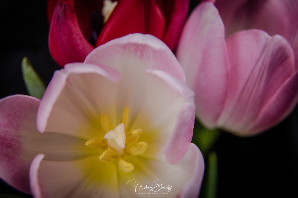 Skagit Tulip Art | dynamicearthphotos