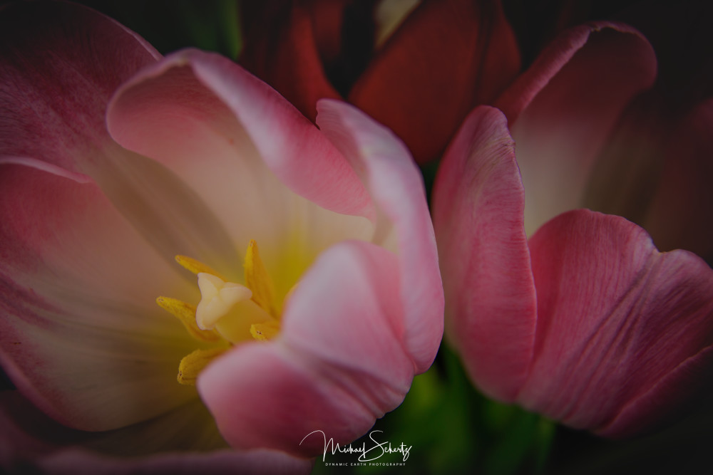 Cups Of Tulips Art | dynamicearthphotos