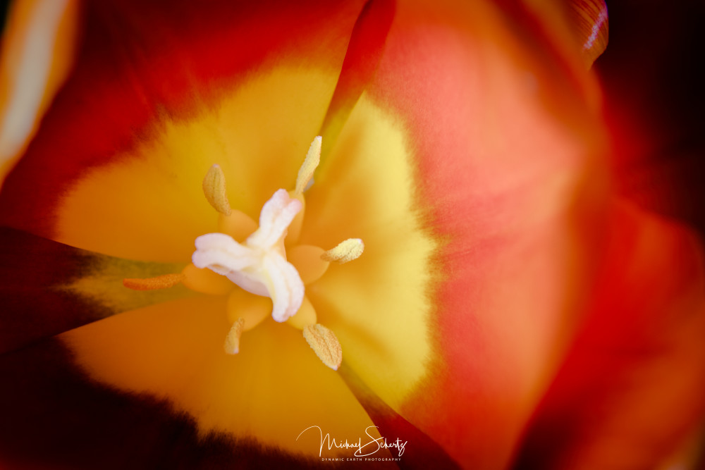 Tulip Burst Art | dynamicearthphotos