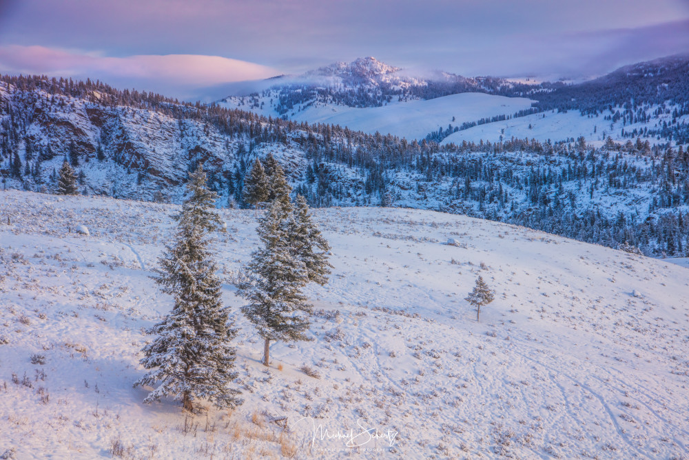 Lavender Winter Morn Photography Art | dynamicearthphotos