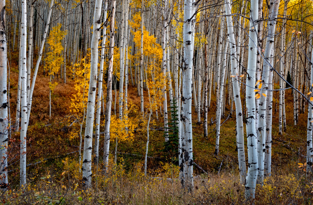 Aspen Grove Photography Art | Gale Ensign Photography