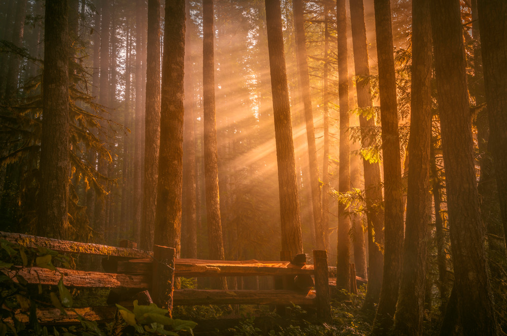 Forest Glow Asf Gallery Photography Art | Derrick Snider Imagery