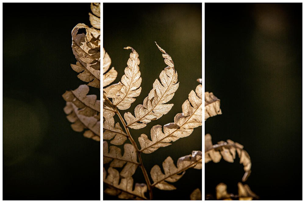 Sunlit Fall Triptych | Fine Art Photography by Nathan Larson