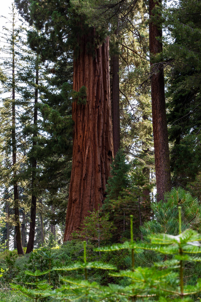 Sequoia Trees In The Giant Forest Photograph For Sale As Fine Art