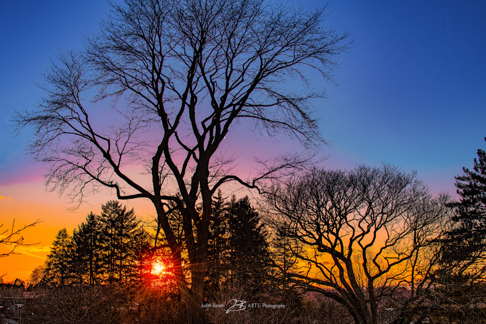 Bare tree silhouettes at sunset - photograph by Judith Barath