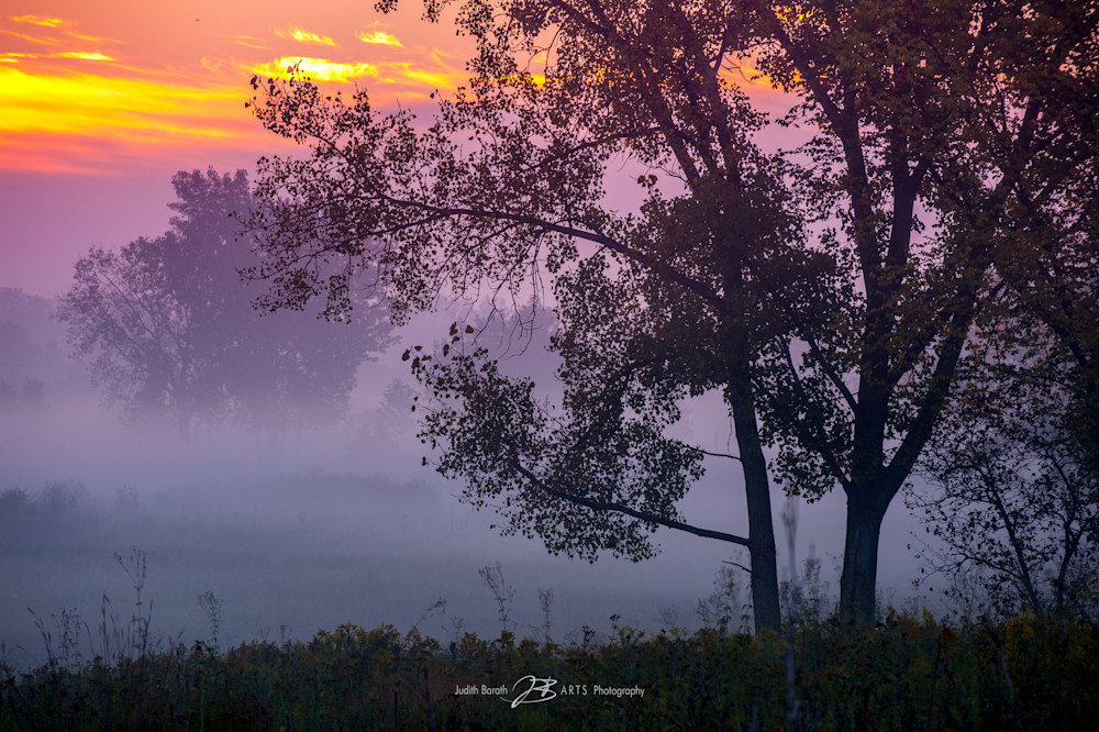 "Mayslake Tree in Fog" photography print for sale online by Judith Barath Arts.
