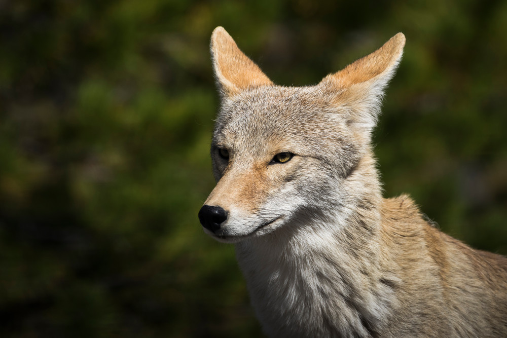 S00 A5511 Photography Art | Captured Adventure Photography