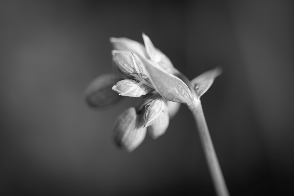 S00 A0063 Photography Art | Captured Adventure Photography