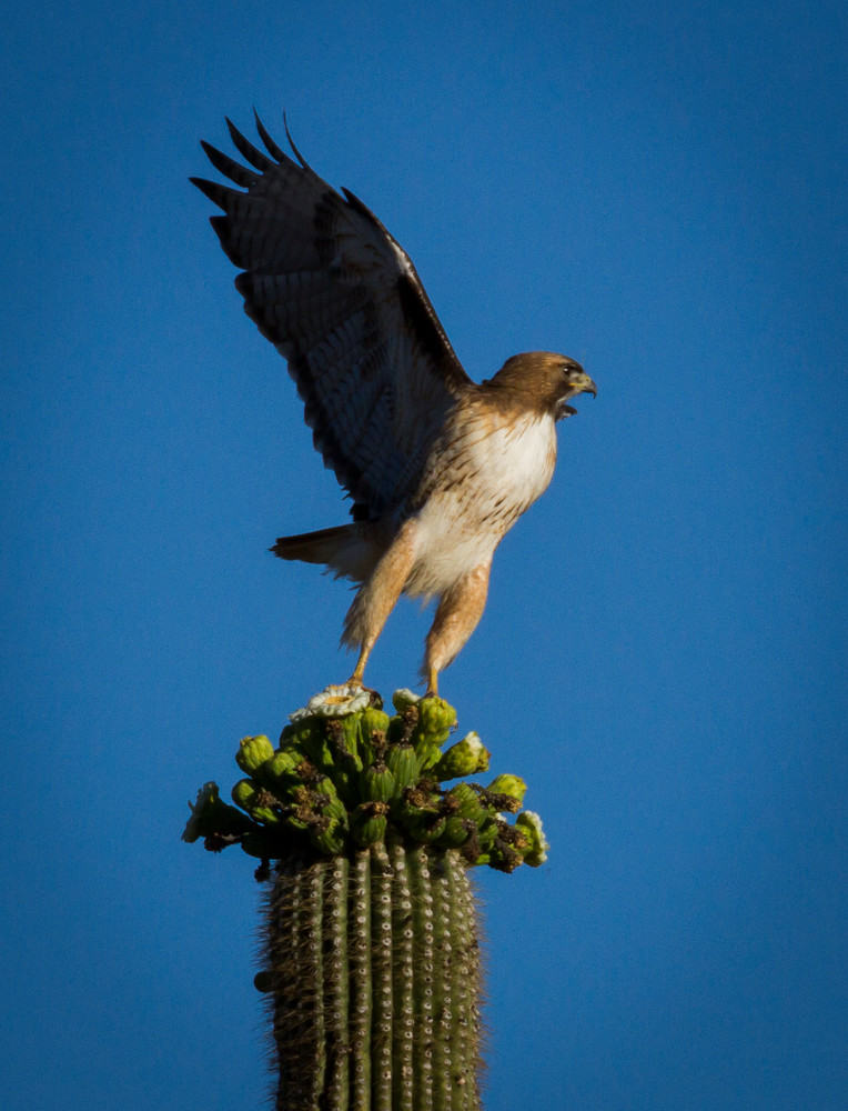 Img 0544 Photography Art | Captured Adventure Photography