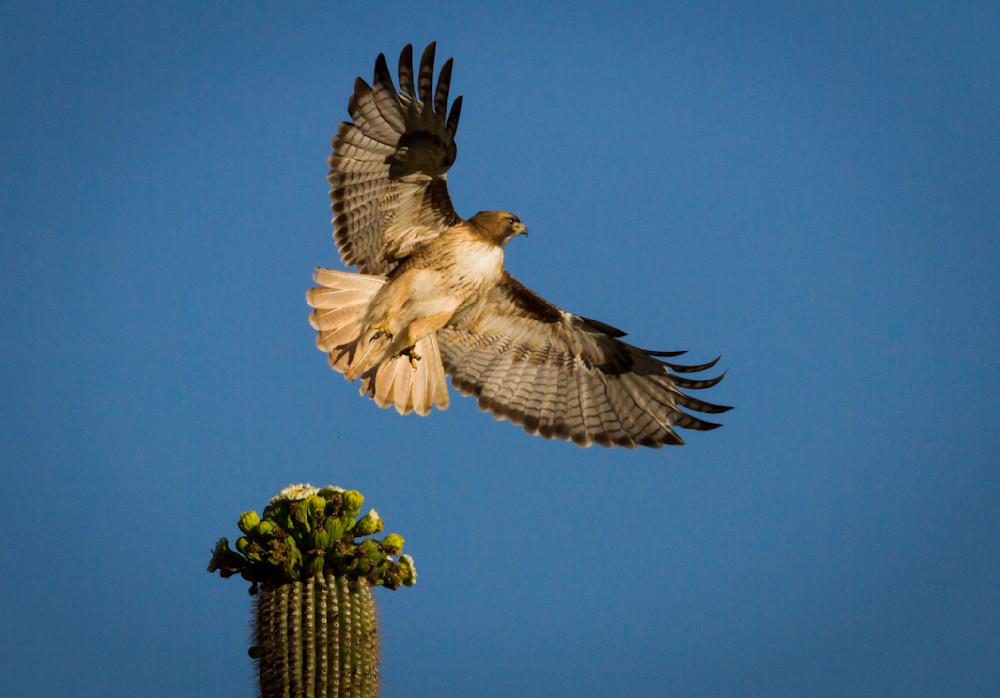 Img 0545 Photography Art | Captured Adventure Photography