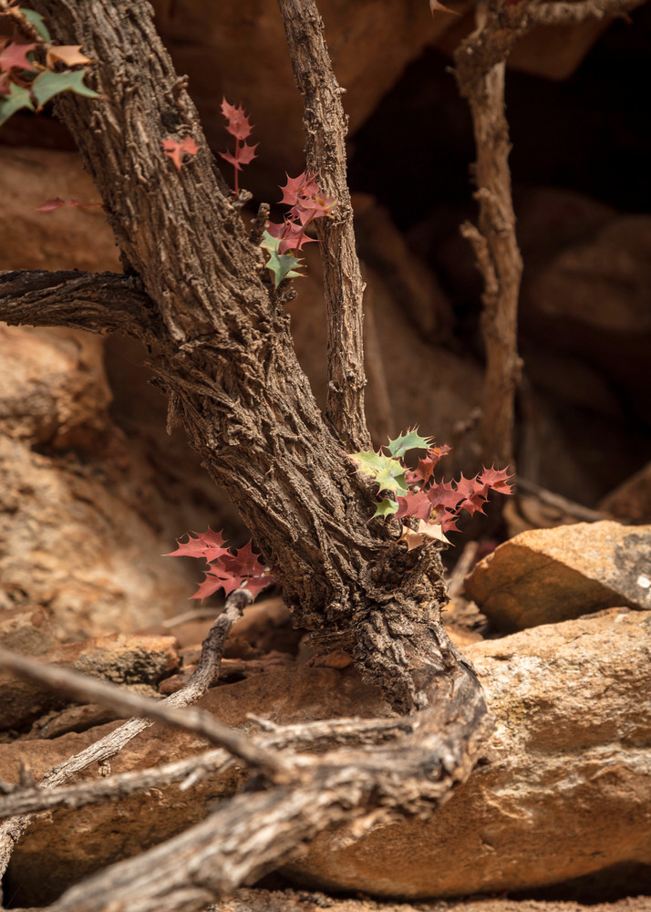 0 Y4 A2968 Photography Art | Captured Adventure Photography