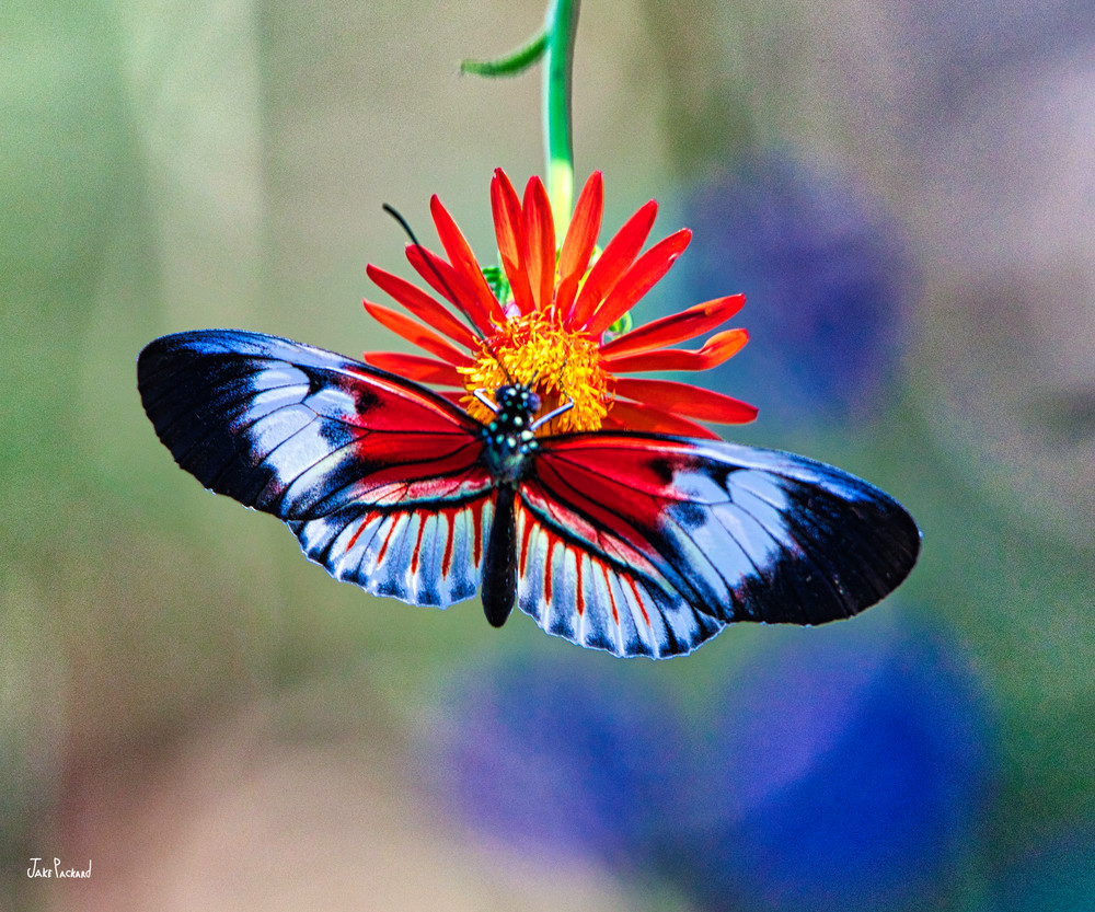 Colorful Butterfly Art | jakepackard