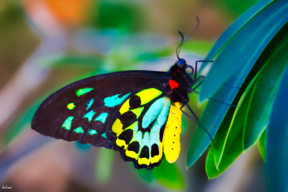 Green Butterfly Art | jakepackard