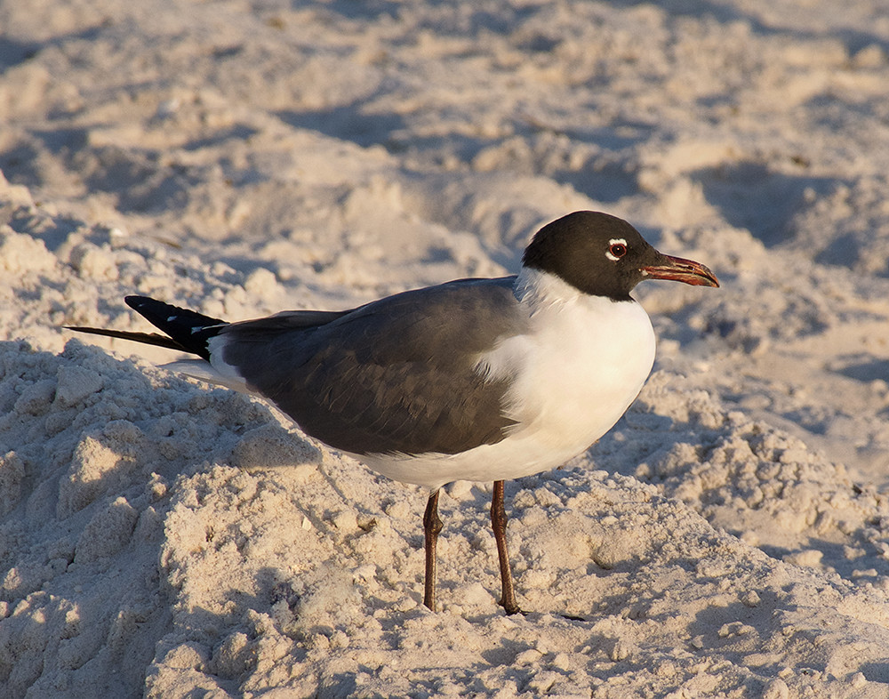 Laughing Gull Lr Photography Art | E.R. Lilley Photography