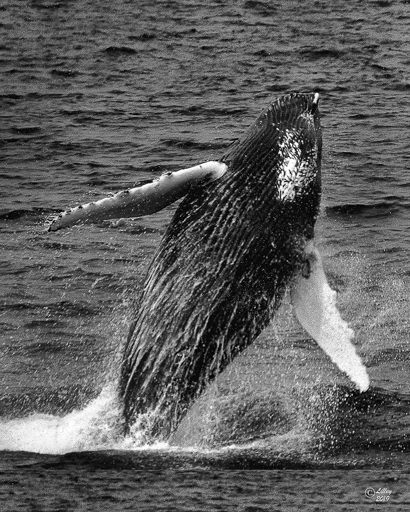 Whale Jump Lr Photography Art | E.R. Lilley Photography