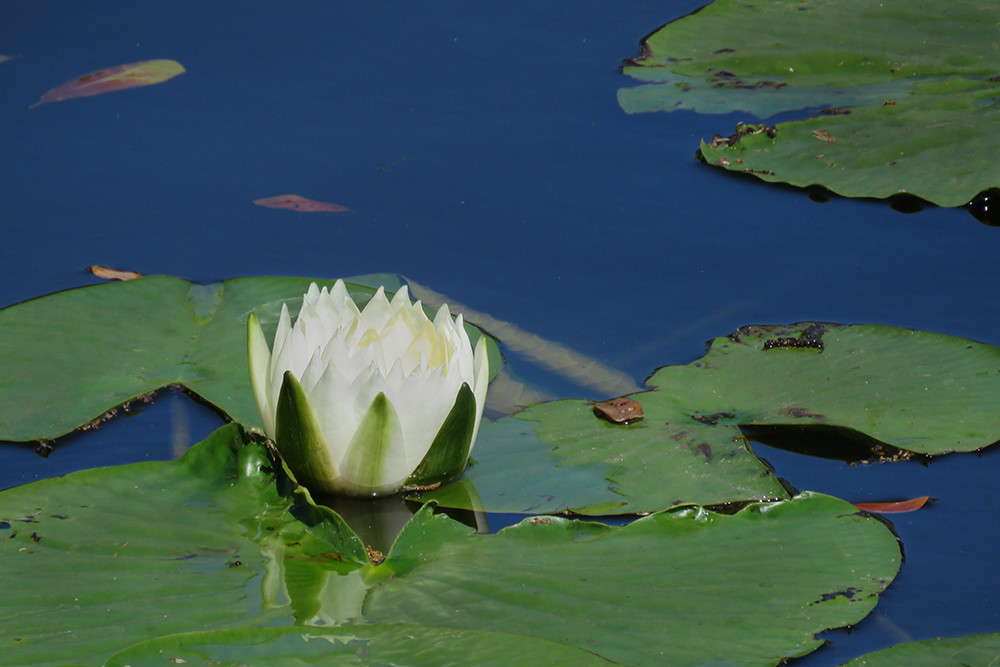 White Pond Lily Lr Photography Art | E.R. Lilley Photography