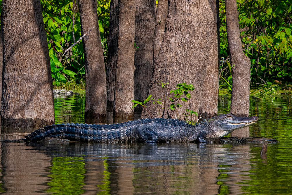 Lazy lizard - Louisiana alligator photography prints