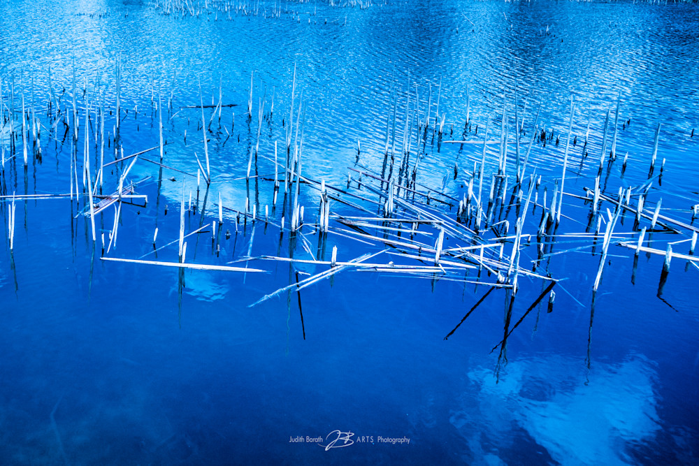 Dried Cane Trunks In Blue Pond - photograph by Judith Barath is available for sale online