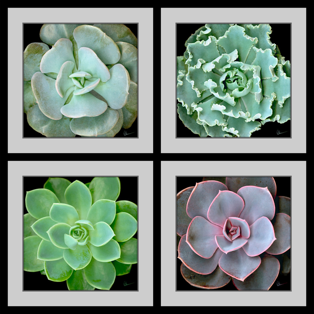 Echeveria Succulents Composite Squared metal wall art. Aluminum Prints by the artist, Mary Ahern.