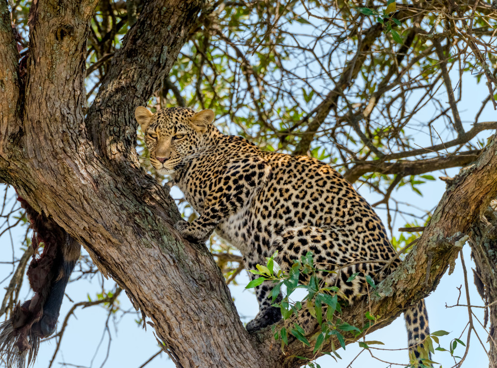 Leopard In Tree 3 Photography Art | Gale Ensign Photography
