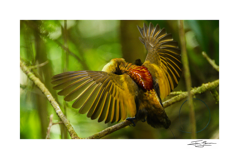 Magnificent Bird Of Paradise   Wings Spread Photography Art | Tim Laman Photography