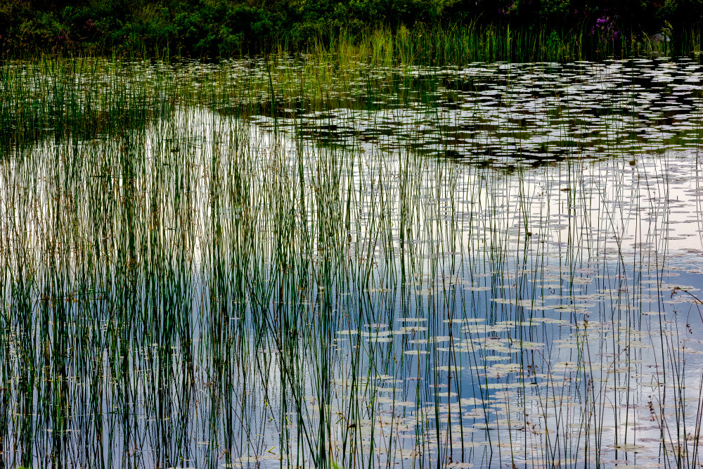 Reeds in Pond Along the A837 Outside Lochinver, Scotland
