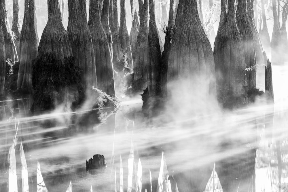 Misty Cypress Reflections