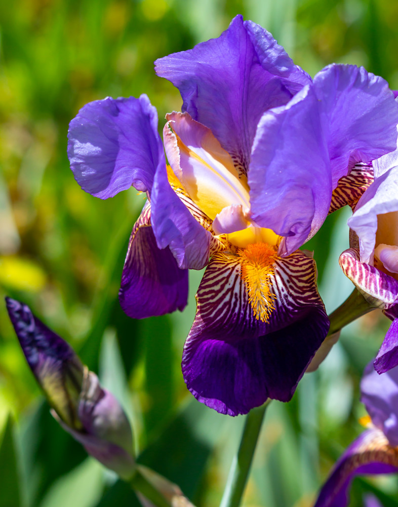 Gorgeous Purple Bearded Iris Photography Art | Catherine Balck Photography
