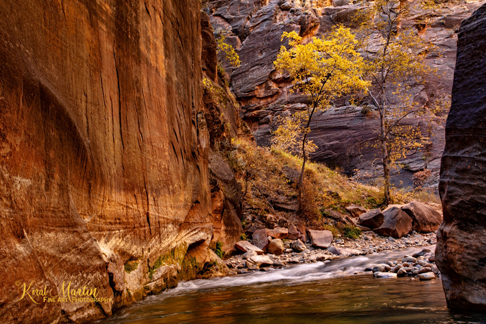 Zion Narrows with Fall Tree Photograph 2826| Zion Narrows | Zion National Park | Canyon Photography | Koral Martin Fine Art Photography Zion Narrows with Fall Tree Photograph 2826| Zion Narrows | Zion National Park | Canyon Photography | Koral Martin Fine Art Photography