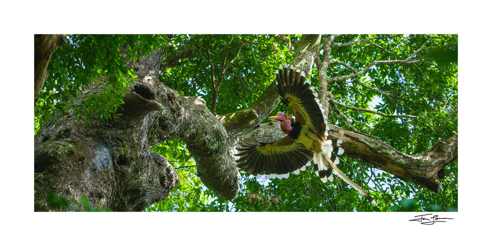 Photograph of a Helmeted Hornbill male landing in large tree.