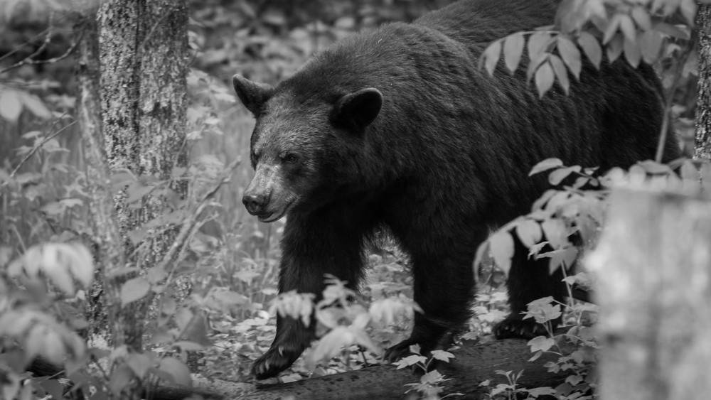 S00 A1367 Photography Art | Captured Adventure Photography