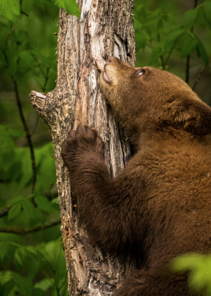 S00 A1511 Photography Art | Captured Adventure Photography