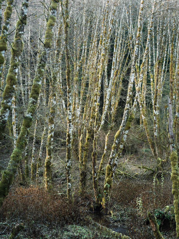 Birch Grove #1