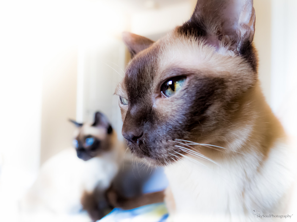 Siamese Cat Brothers
