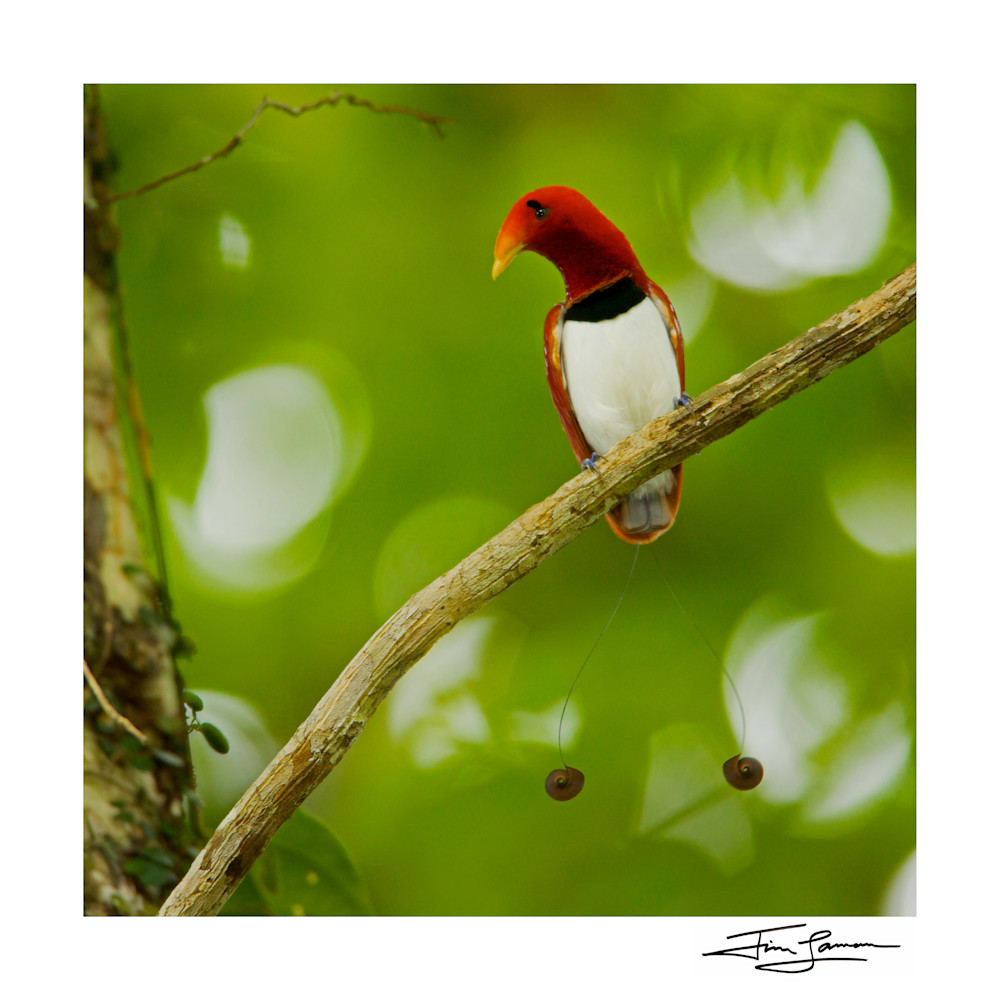 King Bird Of Paradise Perched Photography Art | Tim Laman Photography