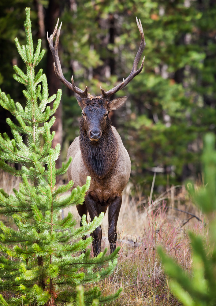 Elk Banff, Canada Art | Creative i