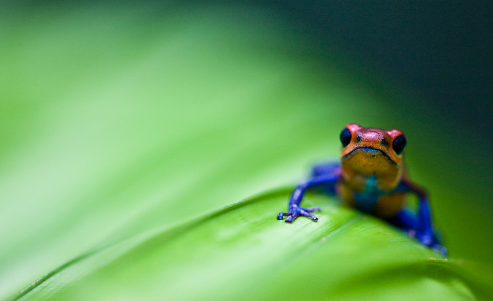 Poison Dart Frog On Palm Frond  Art | Creative i