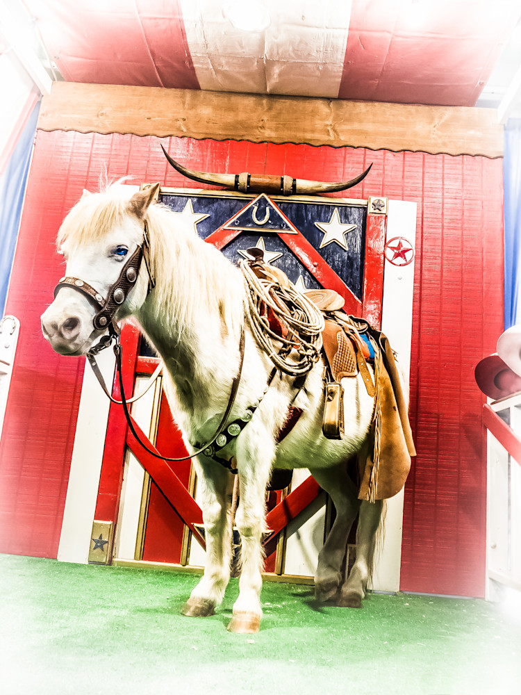 patriotic miniature horse stockyards fort worth