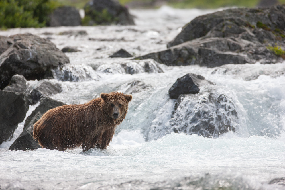 Alaskan Brown Bear Fishing For Salmon Art | Creative i