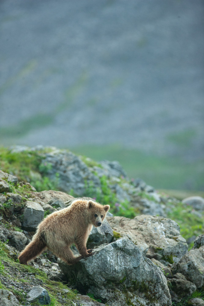 Young Alaskan Brown Bear Art | Creative i