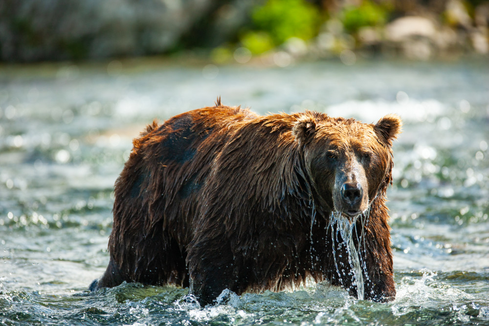 Alaskan Brown Bear Fishing For Lunch Art | Creative i