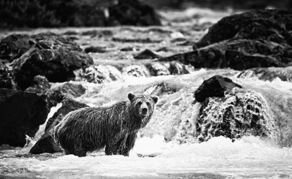 Alaskan Brown Bear Fishing Art | Creative i