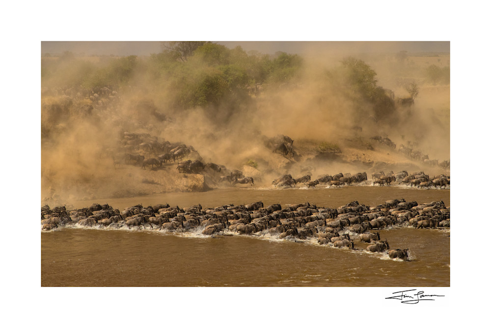 The Mara River Crossing Photography Art | Tim Laman Photography