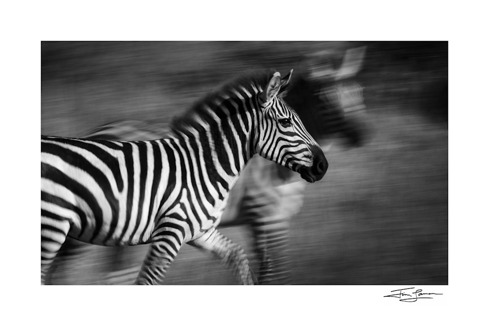 A Study In Stripes Photography Art | Tim Laman Photography