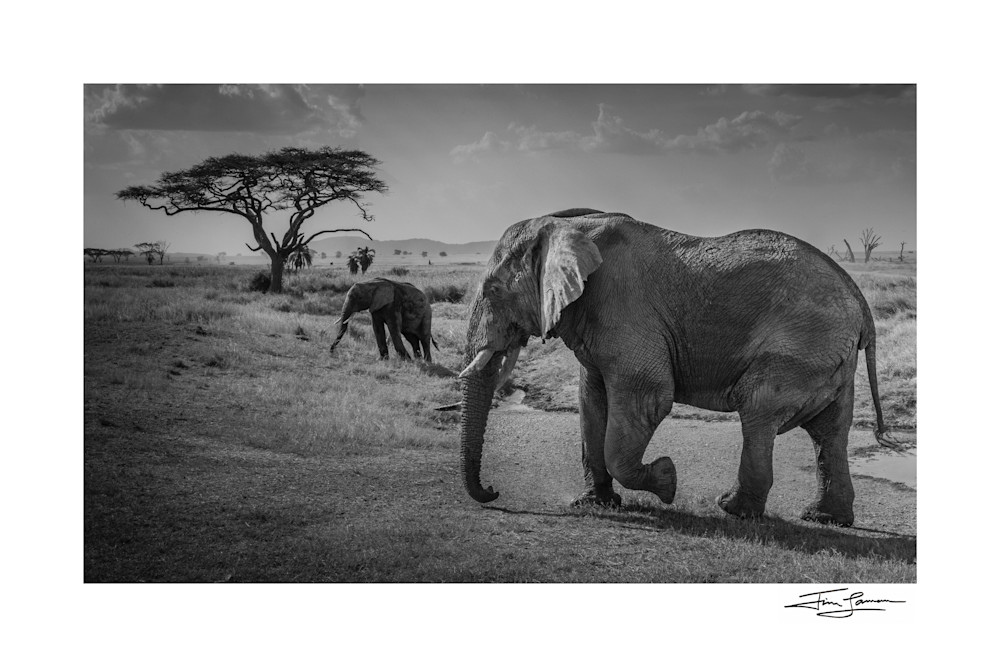 Old Tusker And Protoge Photography Art | Tim Laman Photography