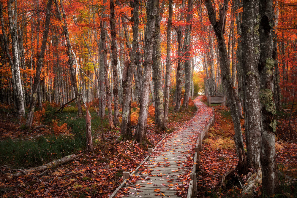 Jesup Trail Boardwalk Through Fall Foliage. Autumn colors brighten popular trail in Maine's Acadia National Park by landscape photographer Mike Taylor of Taylor Photography.