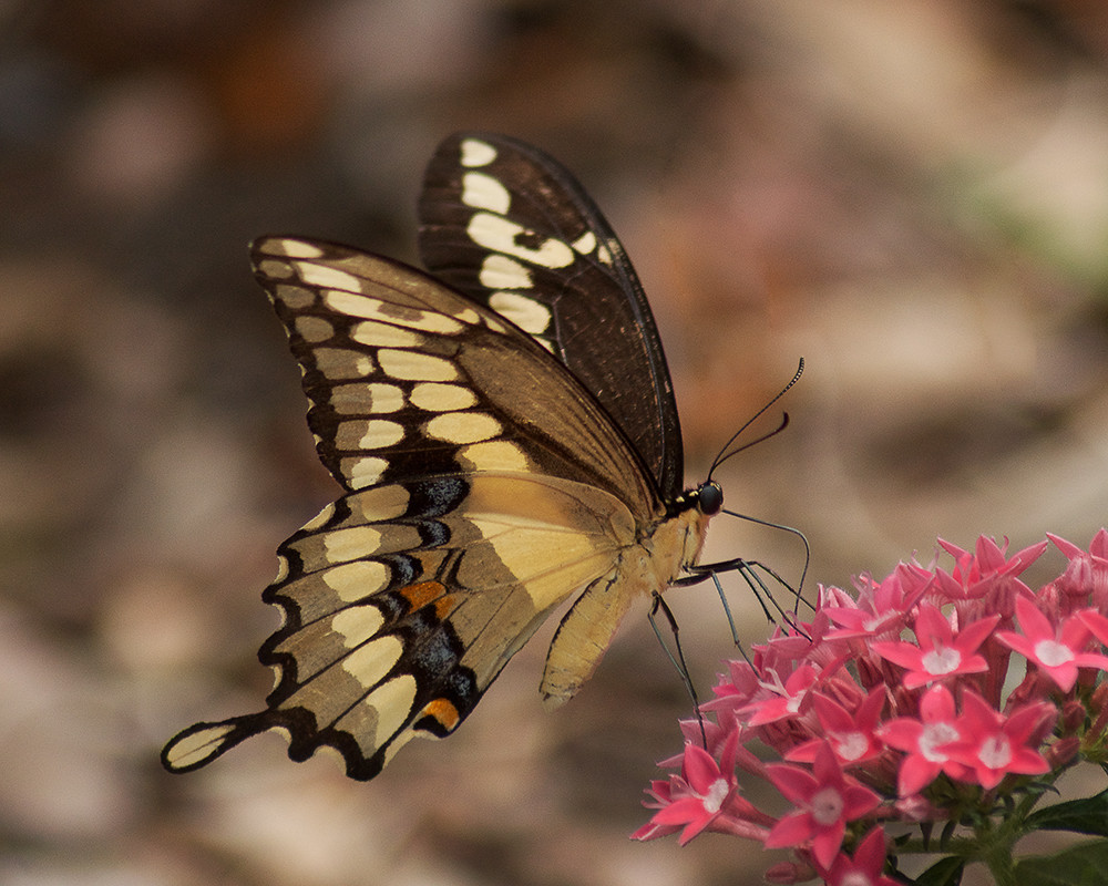 Giant Swallowtail Lr Photography Art | E.R. Lilley Photography
